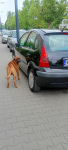 Citroen C3 107tys km,1.1 benzyna Warszawa - zdjęcie 6