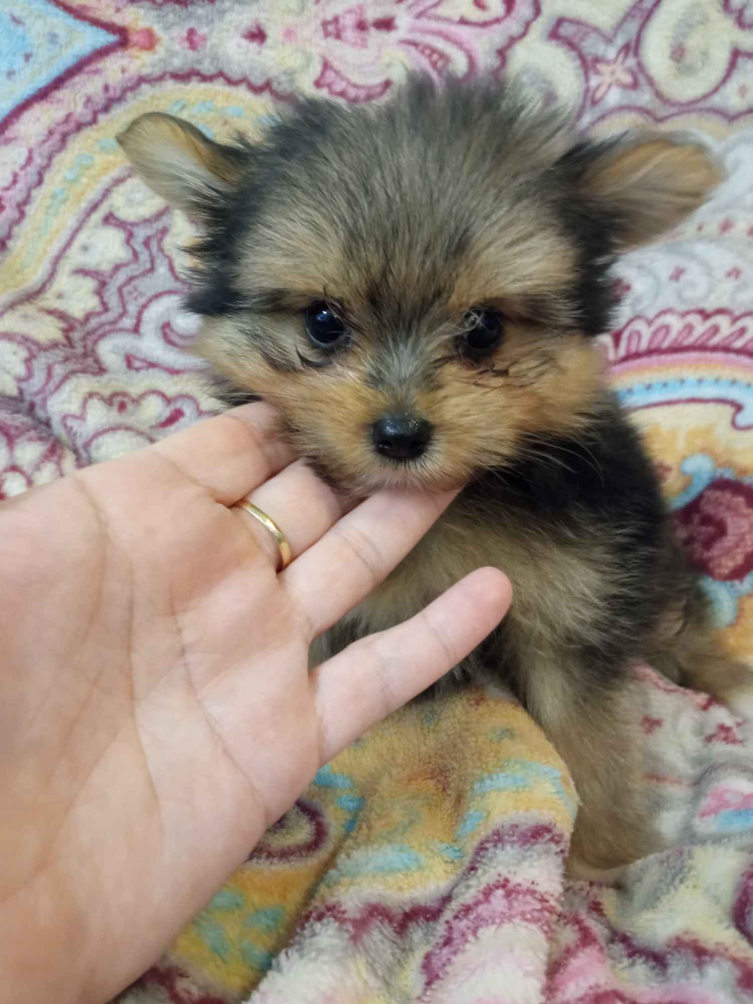 Szczeniaki Mieszańce szpica z yorkiem Wrocki - zdjęcie 1