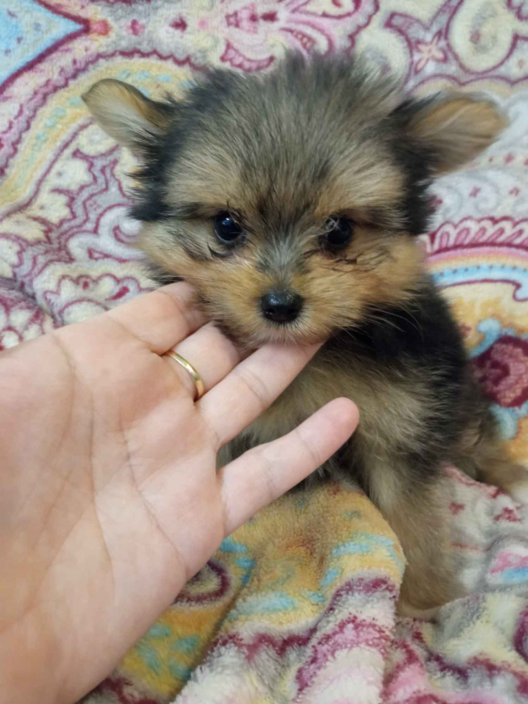 Szczeniaki Mieszańce szpica z yorkiem Wrocki - zdjęcie 1