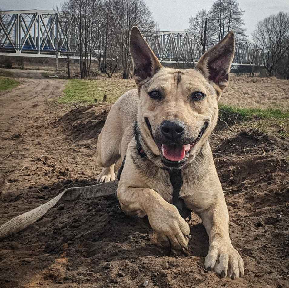 Młoda, super aktywna, nastawiona na naukę suczka szuka domu! :) Górna - zdjęcie 8