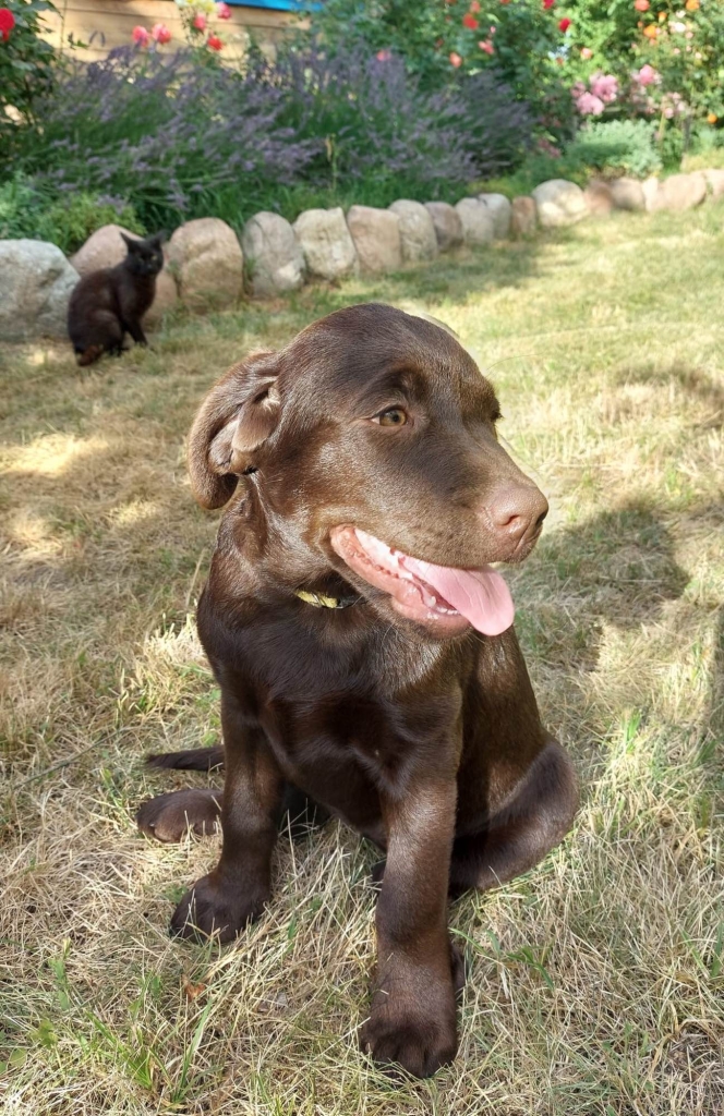 Labrador czekoladowy szczenię Bogumiłowice - zdjęcie 3
