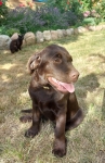 Labrador czekoladowy szczenię Bogumiłowice - zdjęcie 3