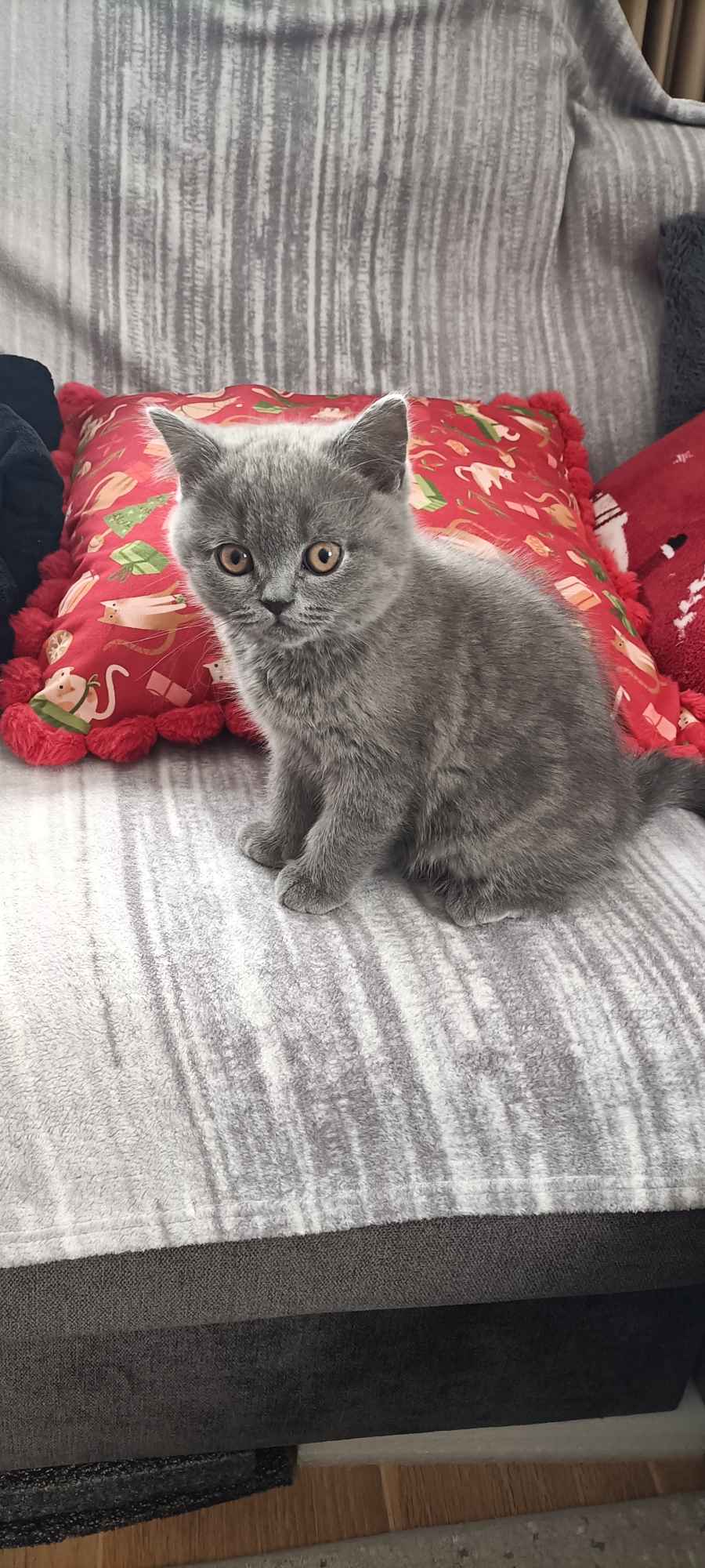 Kotek Brytyjski krótkowłosy niebieski (Lukier) Brwinów - zdjęcie 3