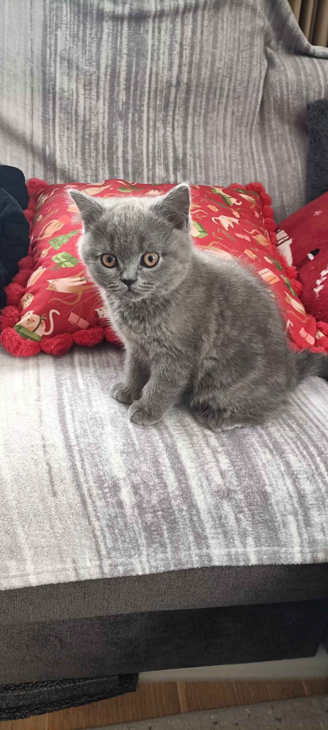 Kotek Brytyjski krótkowłosy niebieski (Lukier) Brwinów - zdjęcie 3