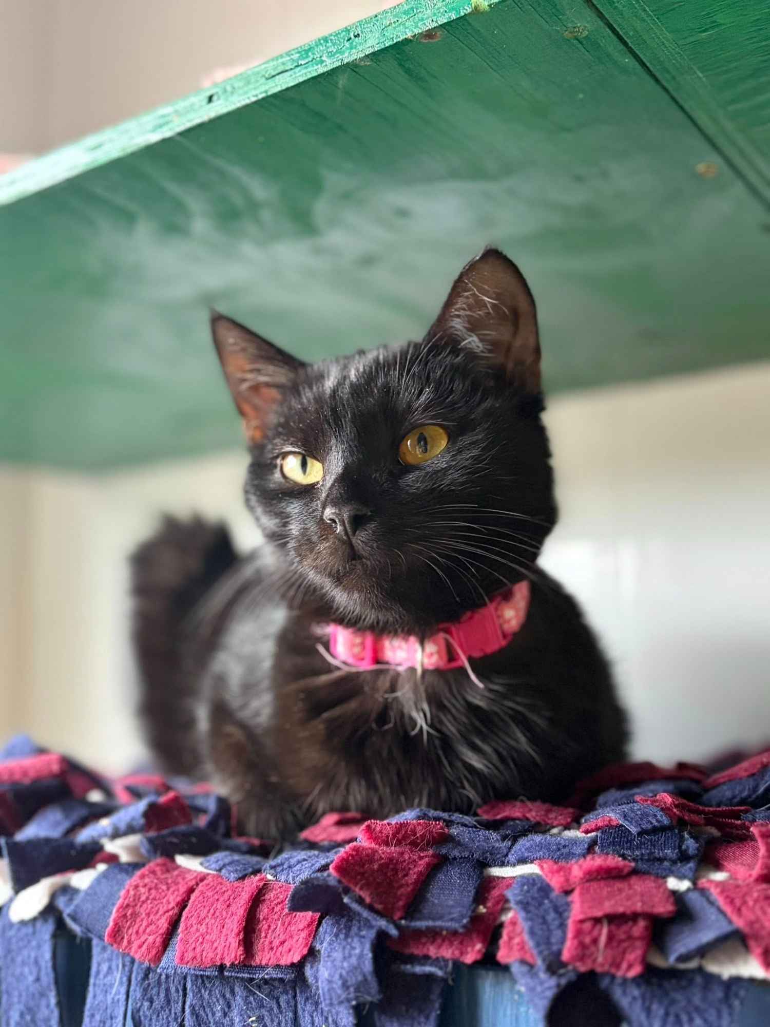 Gizmo - półroczny, wesoły kociak szuka domu! Olsztyn - zdjęcie 3