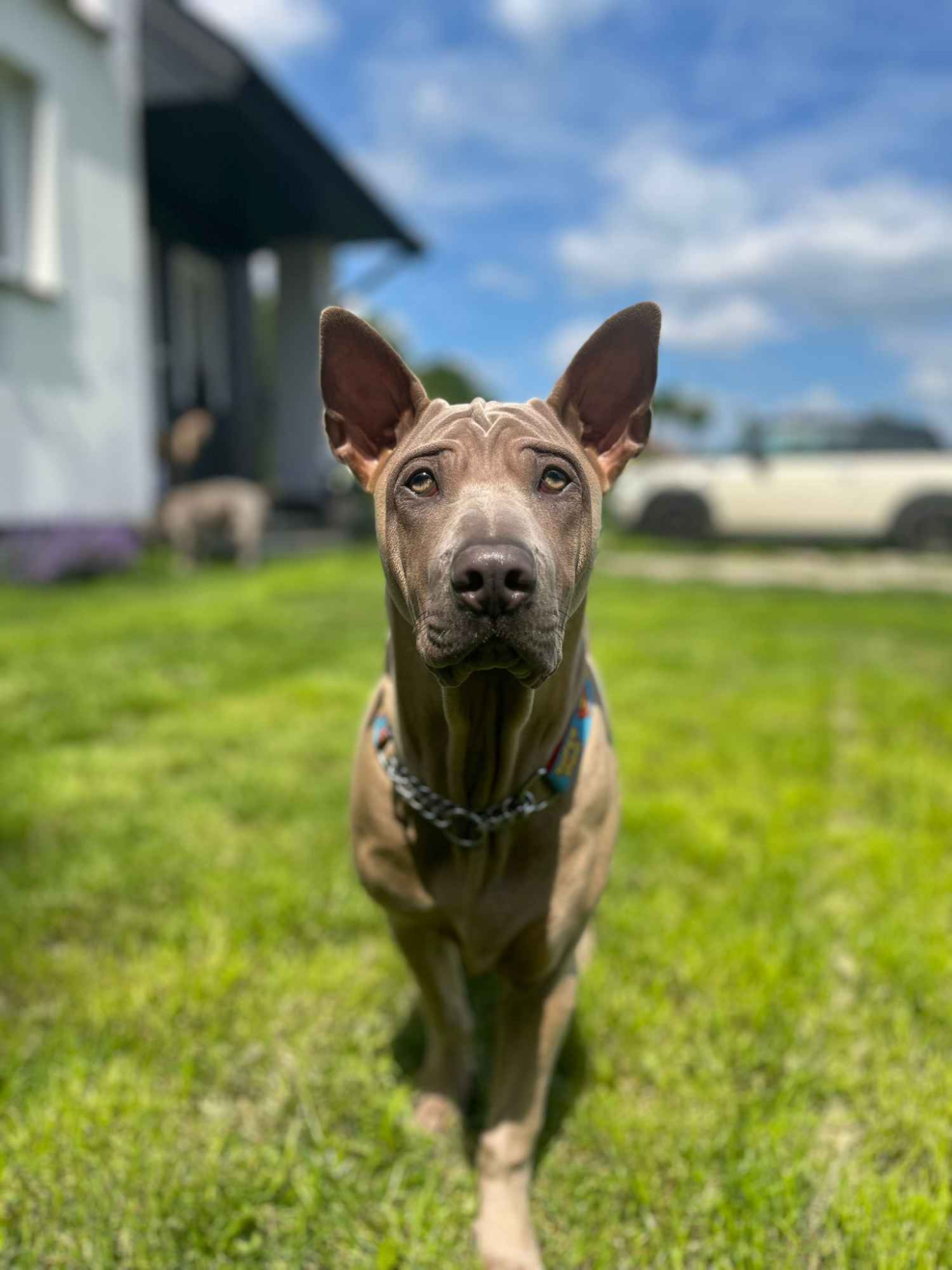 Thai Ridgrback Dog - Dog Thajski Tarnów - zdjęcie 3