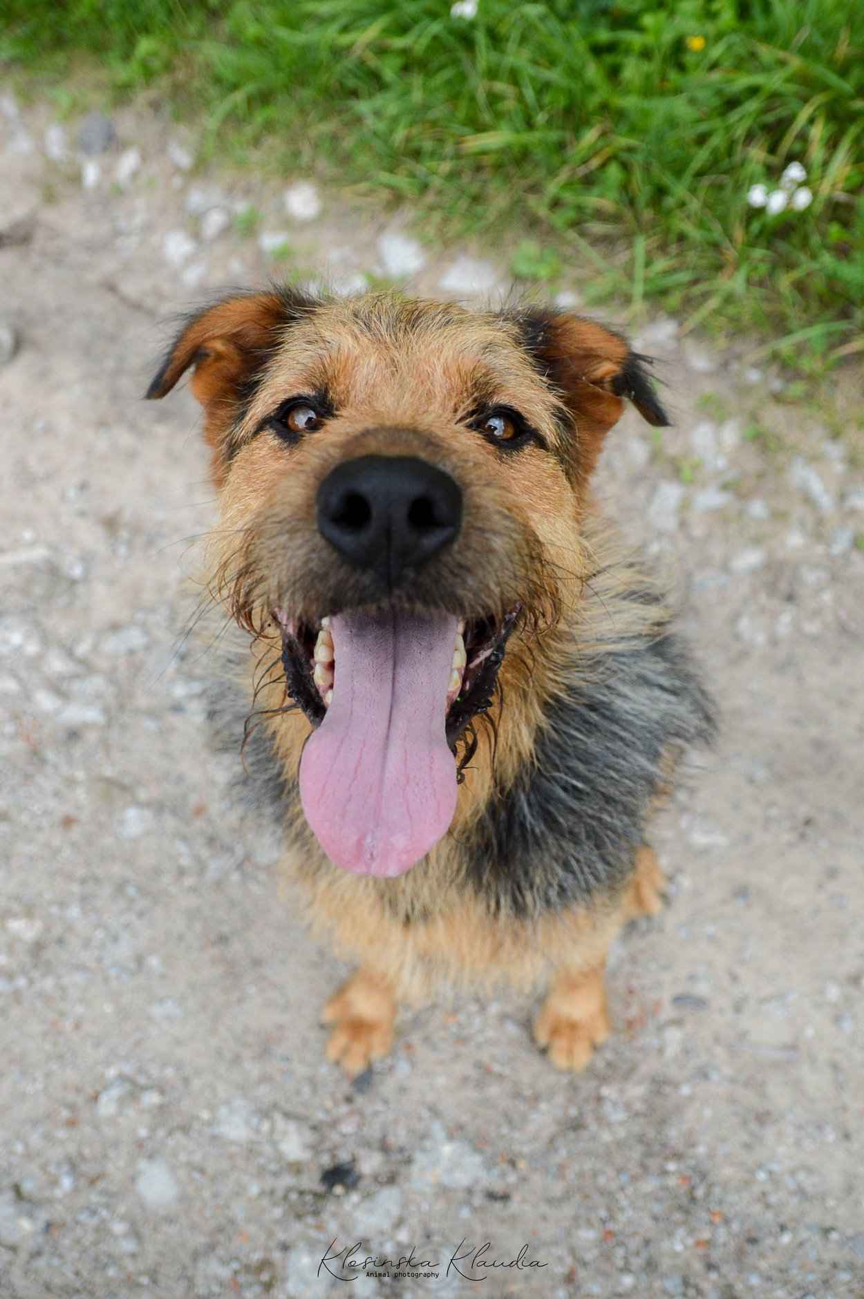 Wezyr - inteligentny psiak w typie terriera Olsztyn - zdjęcie 7