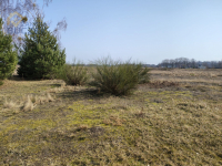 Sprzedam działki rolne o pow. 4029 w Skarbikowie
