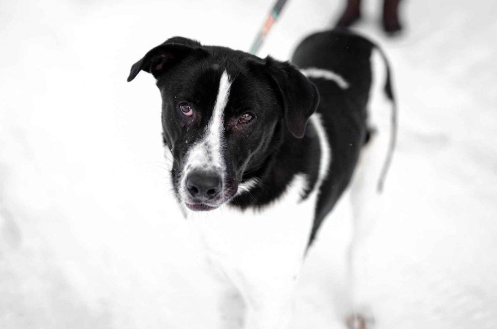 Apollo - wielki pies z wielkim sercem! Olsztyn - zdjęcie 1