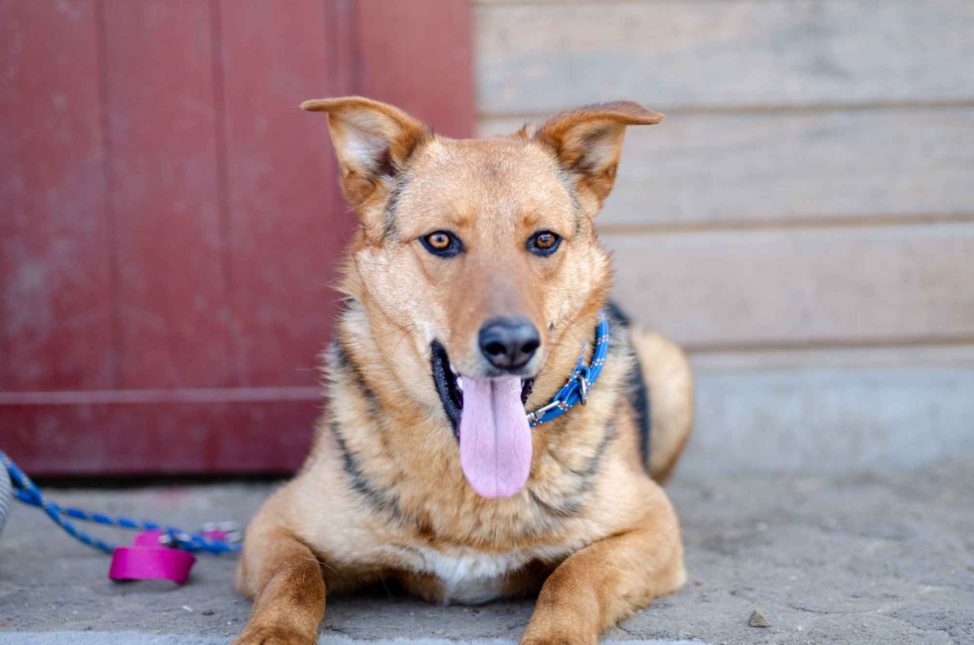 Bobi - młody, przyjazny psiak szuka domu! Olsztyn - zdjęcie 4