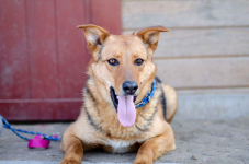 Bobi - młody, przyjazny psiak szuka domu! Olsztyn - zdjęcie 4