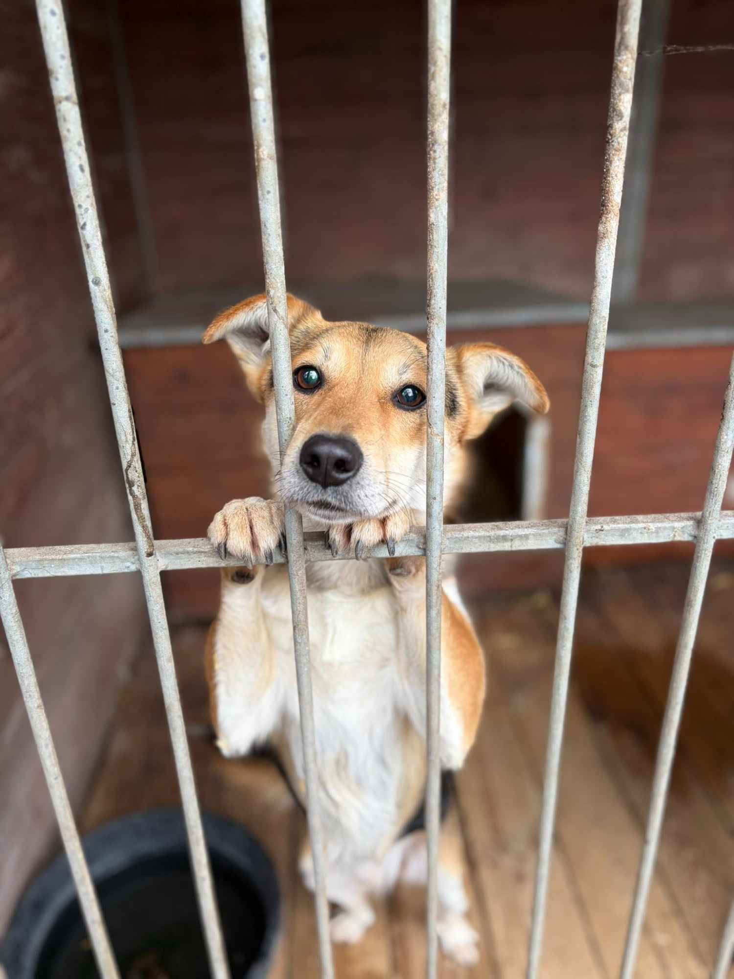 Kamel - delikatny, wesoły psiak szuka domu! Olsztyn - zdjęcie 1