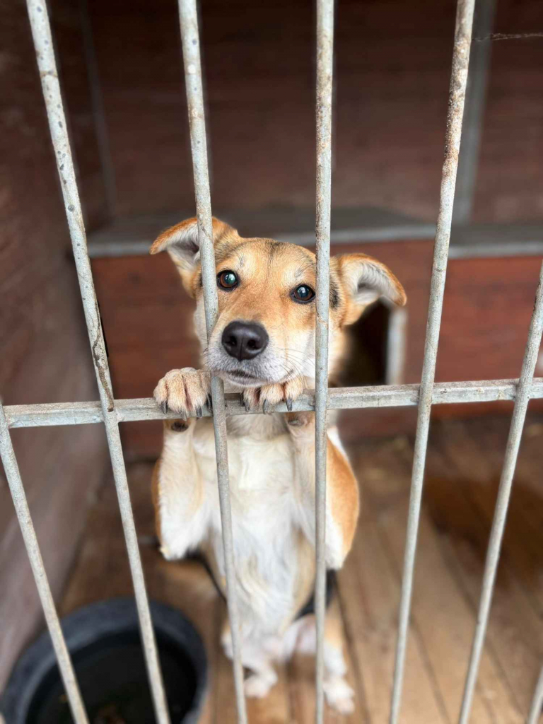 Kamel - delikatny, wesoły psiak szuka domu! Olsztyn - zdjęcie 1