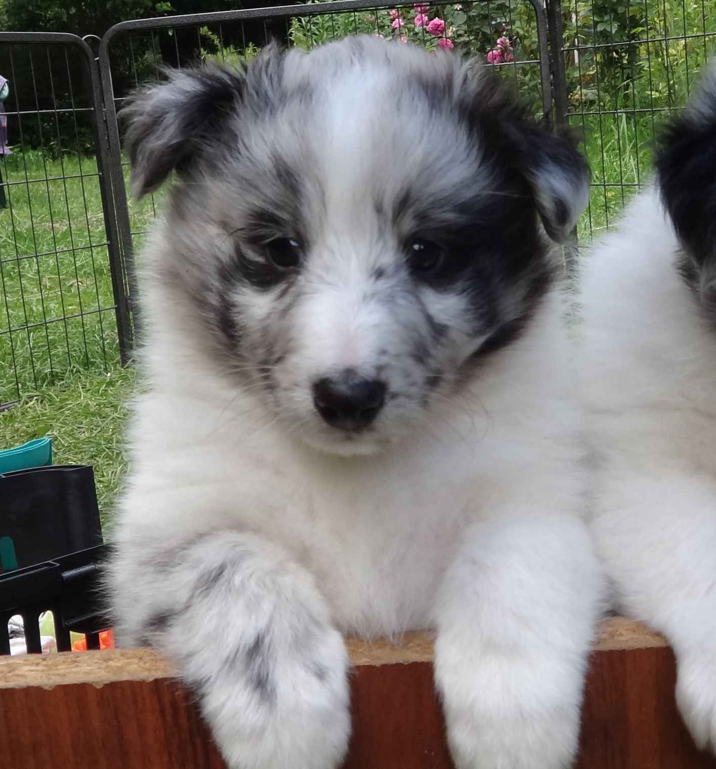 Owczarek szetlandzki piesek bi merle z rodowodem Budy Michałowskie - zdjęcie 3