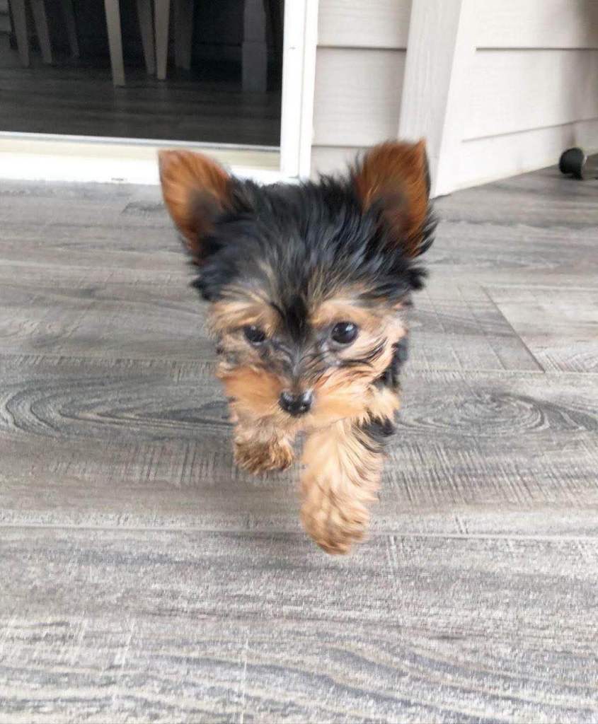 Piękne szczenięta Yorkshire Terrier IHR Rodowód Bemowo - zdjęcie 4