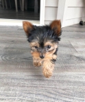 Piękne szczenięta Yorkshire Terrier IHR Rodowód Bemowo - zdjęcie 4