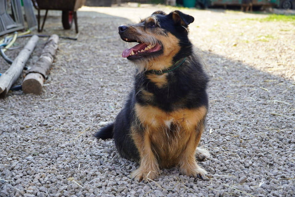 Bąbel - jedno oczko, milion powodów do miłości! ♥️ Łętkowice - zdjęcie 2