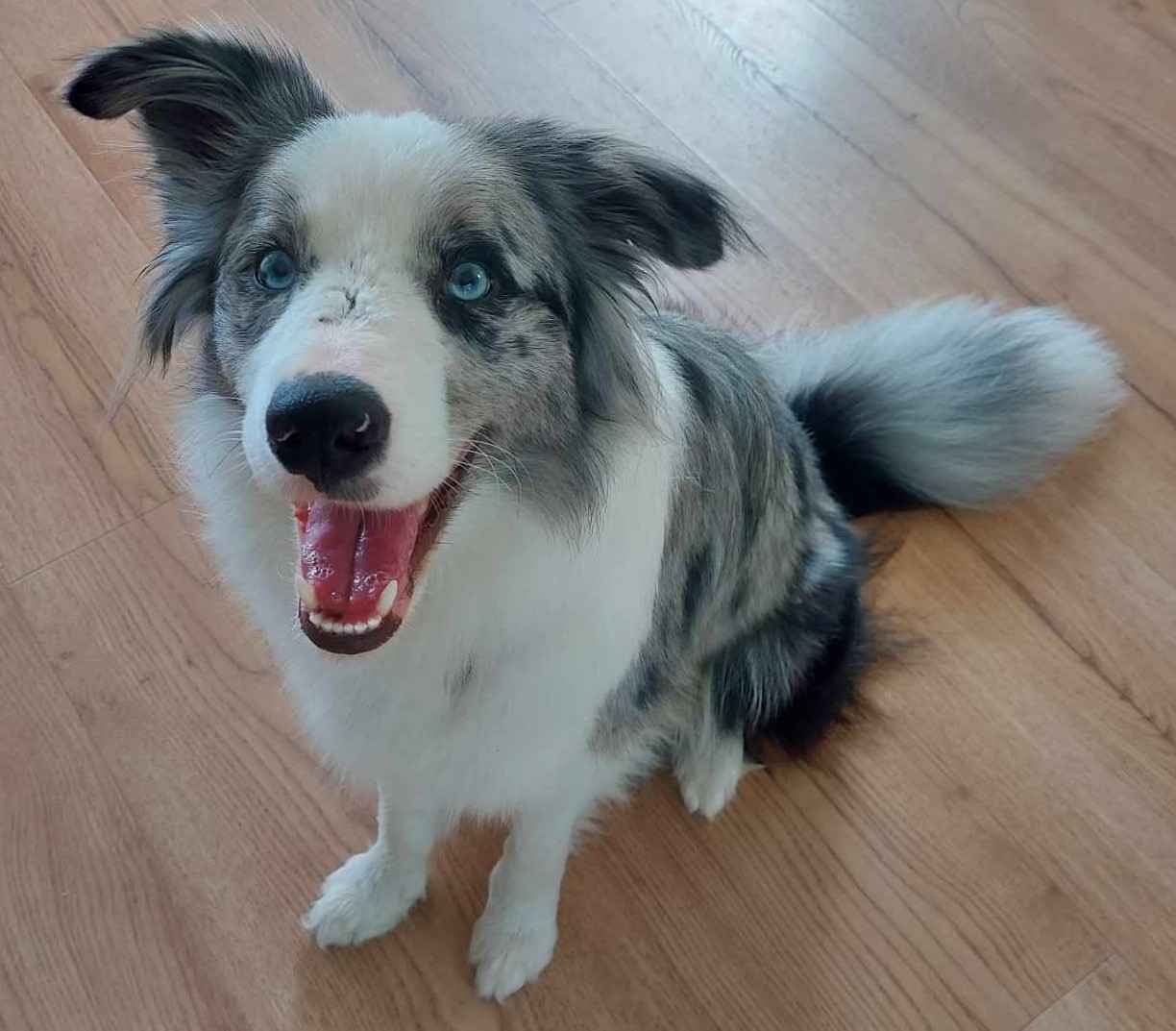 Border Collie / Blue merle / Typ Show / samiec / FCI / ZKwP Lisia Góra - zdjęcie 7