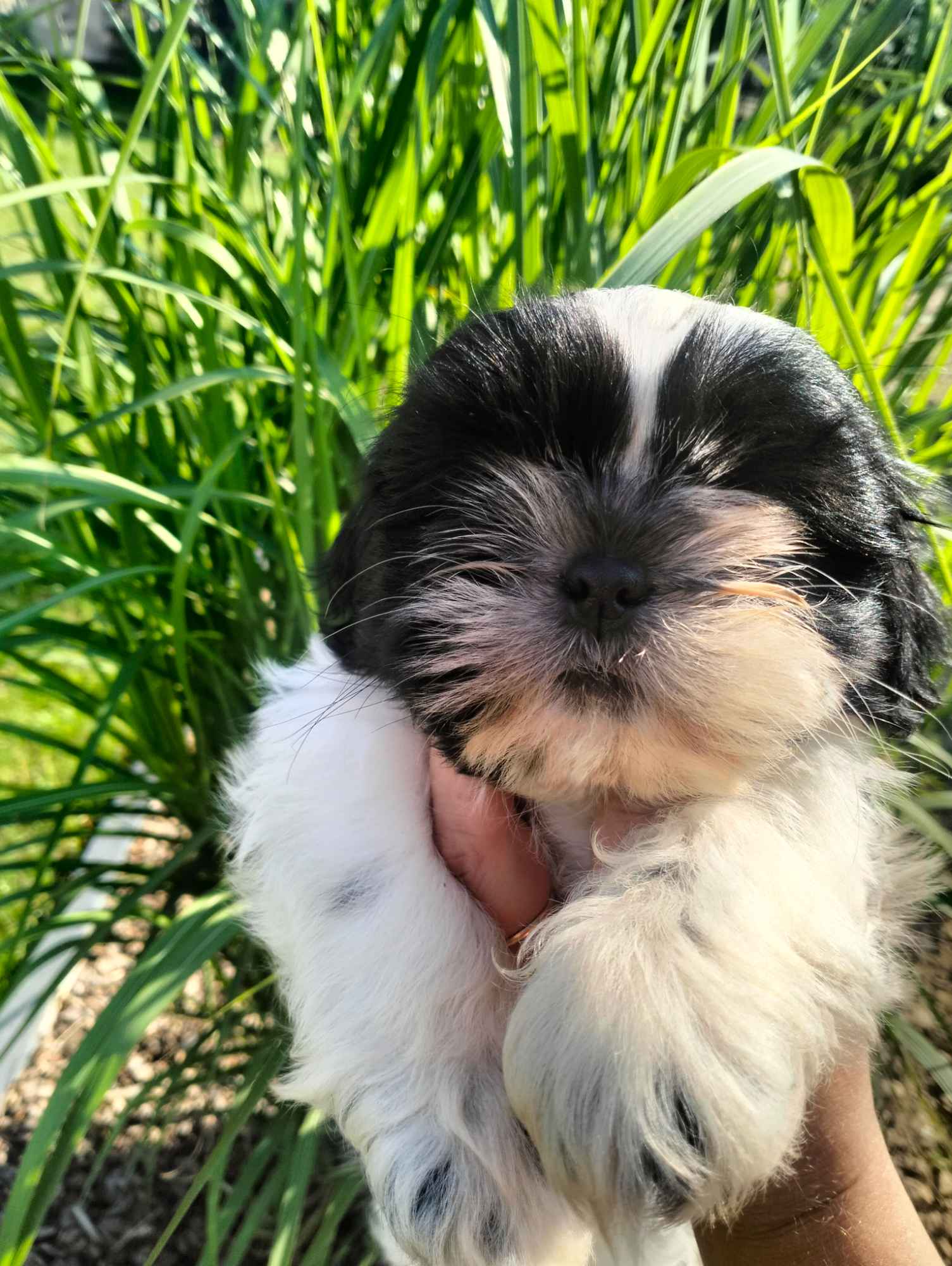 Shih Tzu gotowe do odbioru Zawisna - zdjęcie 4