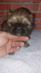 Shih-tzu do odbioru