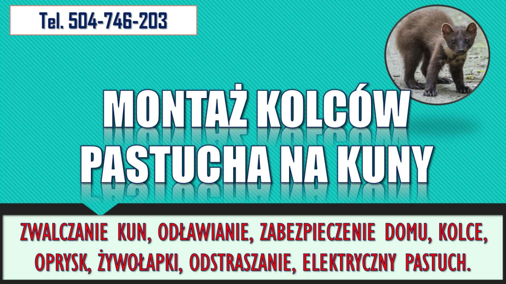Odstraszanie kun, tel. 504-746-203. Odławianie i zabezpieczenie domu. Psie Pole - zdjęcie 2