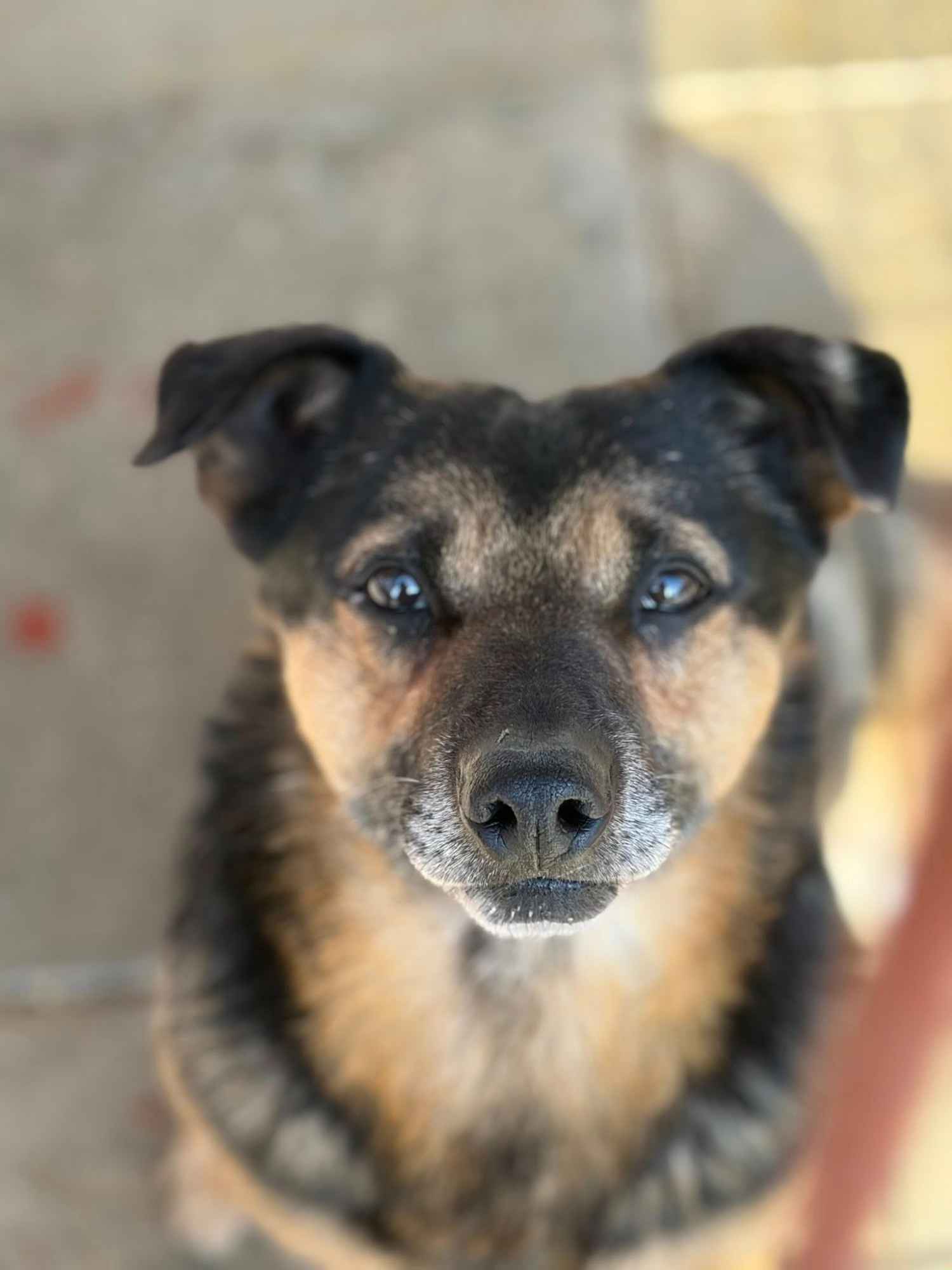 Edek - nieduży psiak o wielkim sercu do pokochania Olsztyn - zdjęcie 1