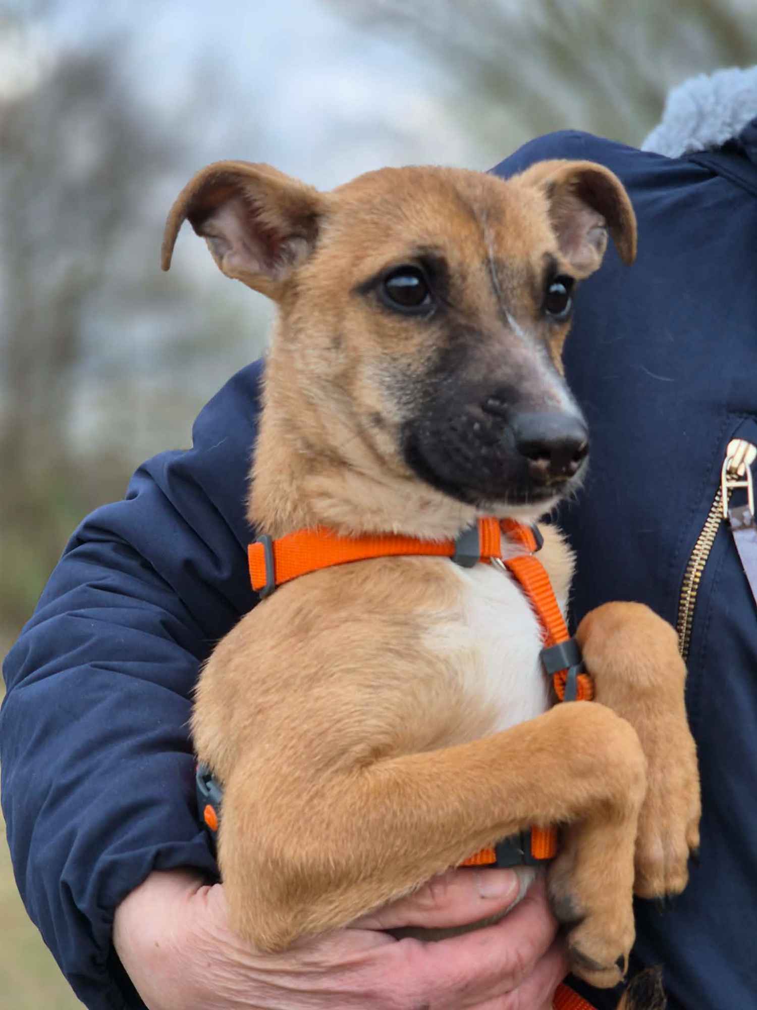 Polduś - 5 miesięczny, delikatny, nakolankowy psiak Olsztyn - zdjęcie 1