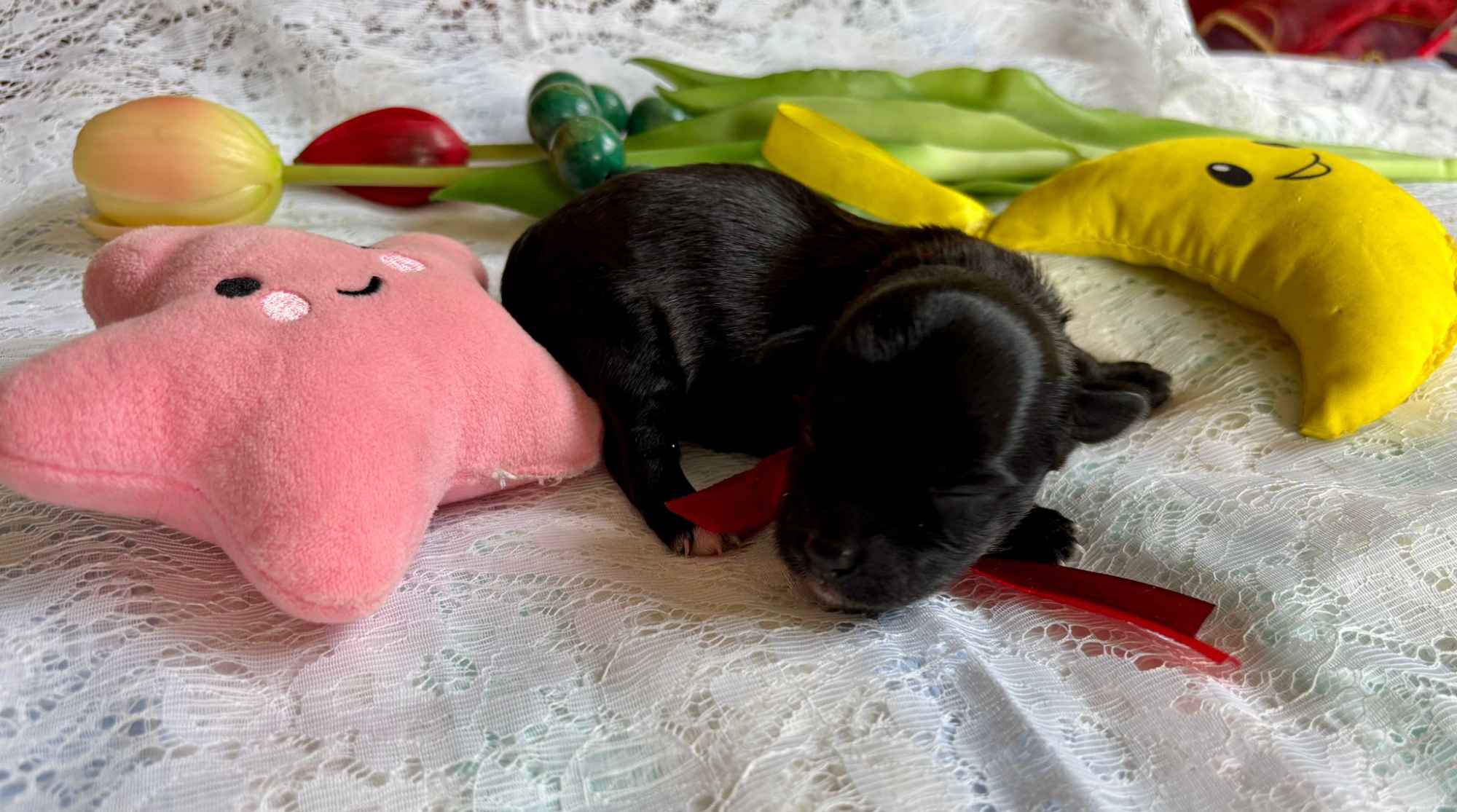 Hawańczyk – bajecznie wykolorowany szczeniak po Championce Pogórze - zdjęcie 6