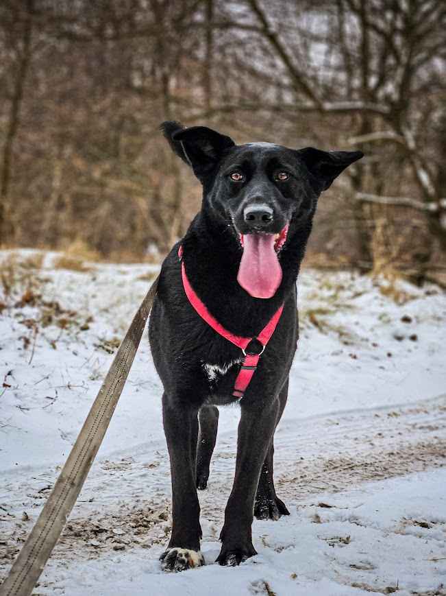 Majestatyczny, turbo aktywny, młody psiak do adopcji! :) Bielany - zdjęcie 6