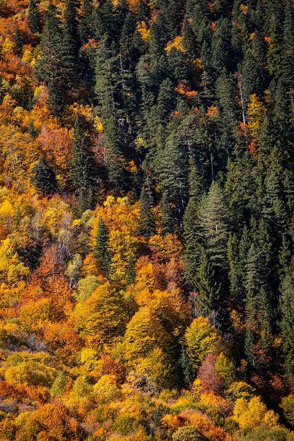 Działka Wojakowa bez pośredników – 68 arów rolno-inwestycyjna, 198tys. Wojakowa - zdjęcie 4