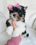 miniaturowe szczenięta Yorkshire Terrier Bemowo - zdjęcie 3