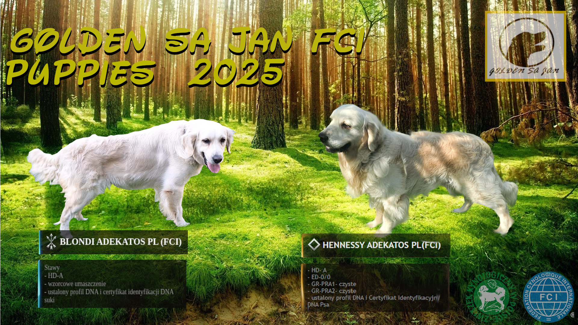 Szczeniak / piesek Golden Retriever Związek Kynologiczny FCI Wadowice - zdjęcie 2