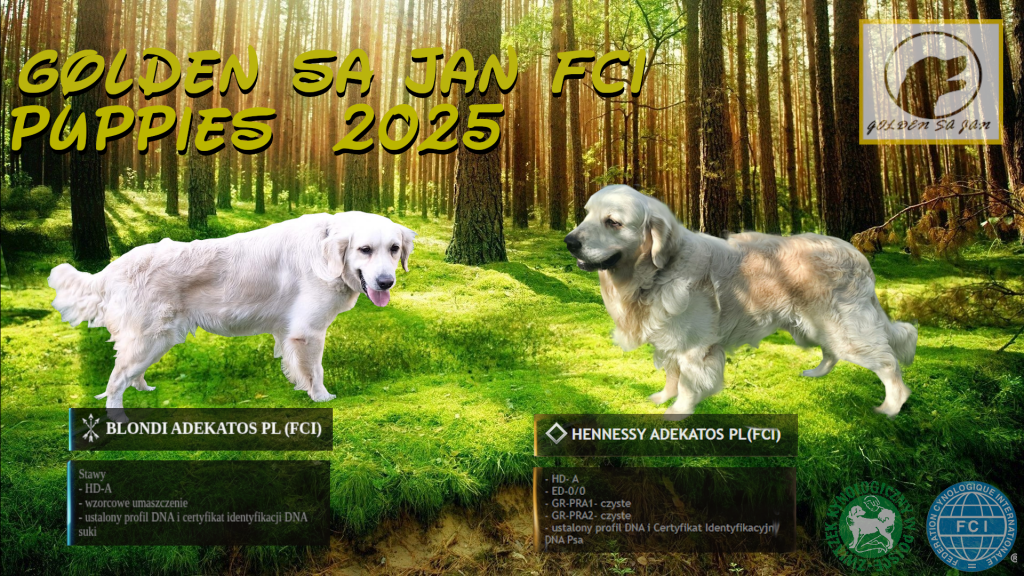 Szczeniak / piesek Golden Retriever Związek Kynologiczny FCI Wadowice - zdjęcie 2