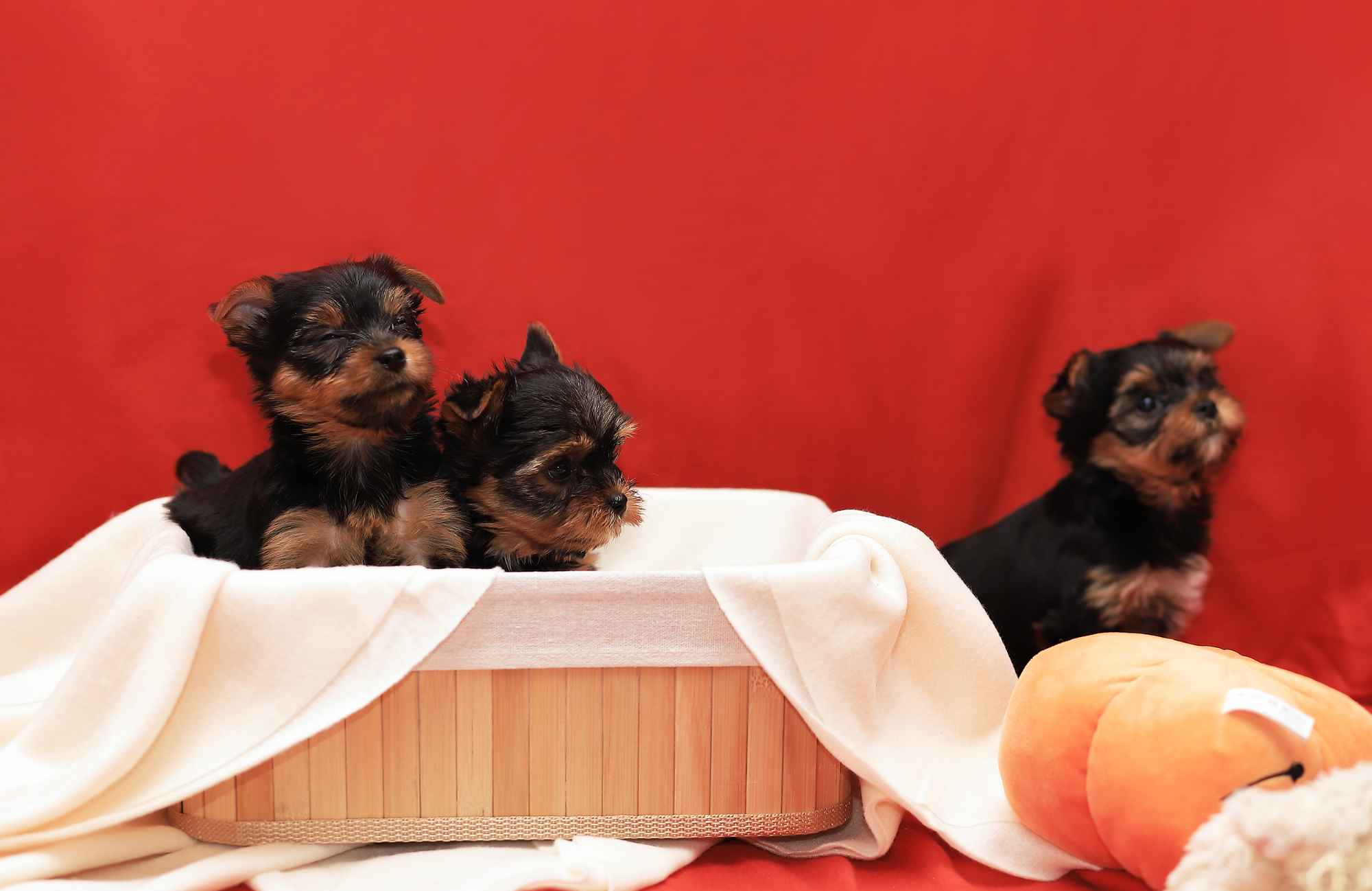 Alutka   sunia Yorkshire Terrier Oława - zdjęcie 11