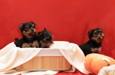 Alutka   sunia Yorkshire Terrier Oława - zdjęcie 11