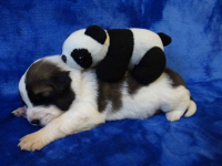 Moskiewski pies stróżujący Bernardyn Kaukaz Kangal Owczarek Koluszki - zdjęcie 3