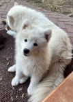 Samoyed / Samojed szczeniak Jasionka - zdjęcie 8