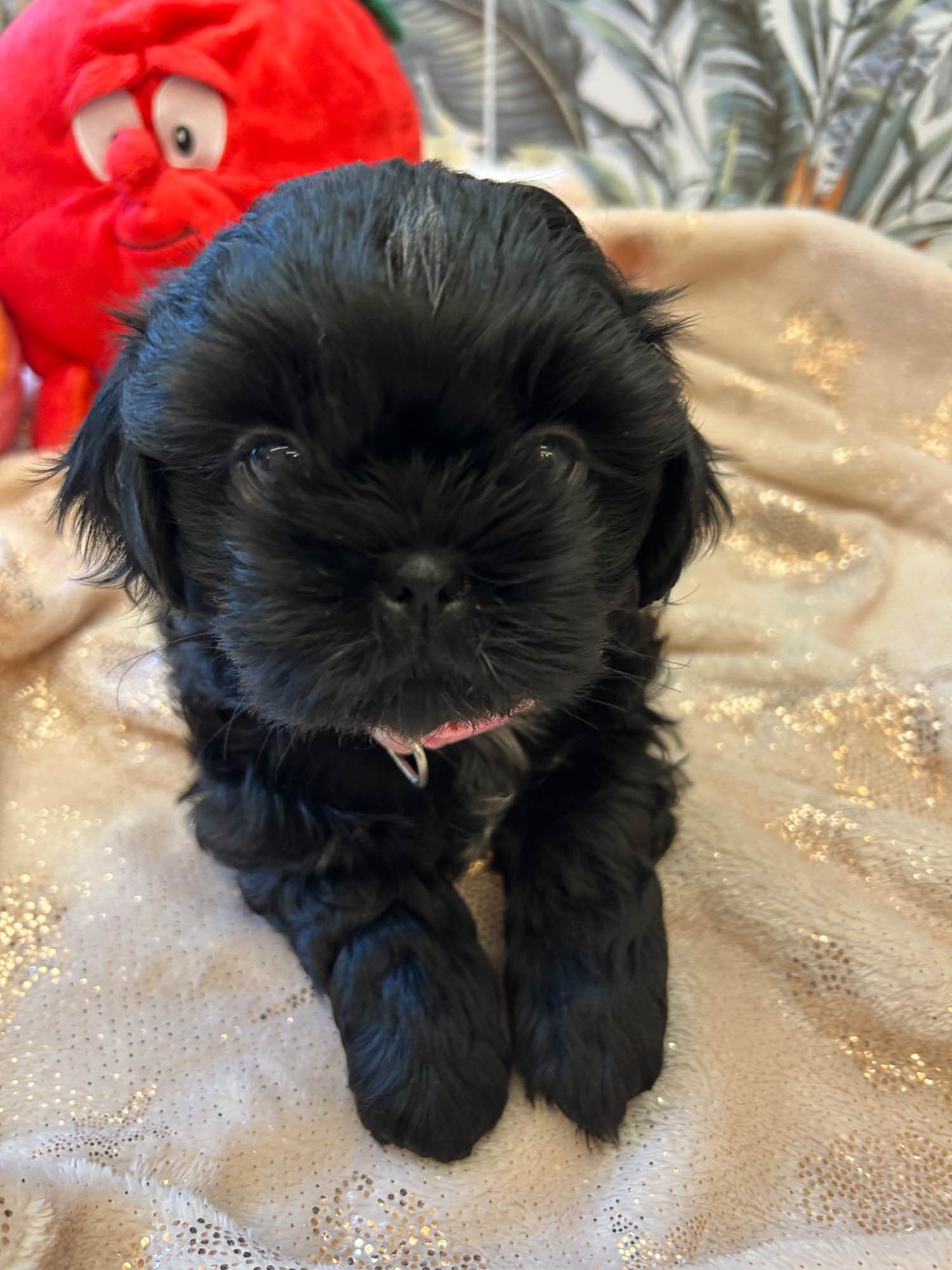 Szczeniak shihtzu Krzyki - zdjęcie 4