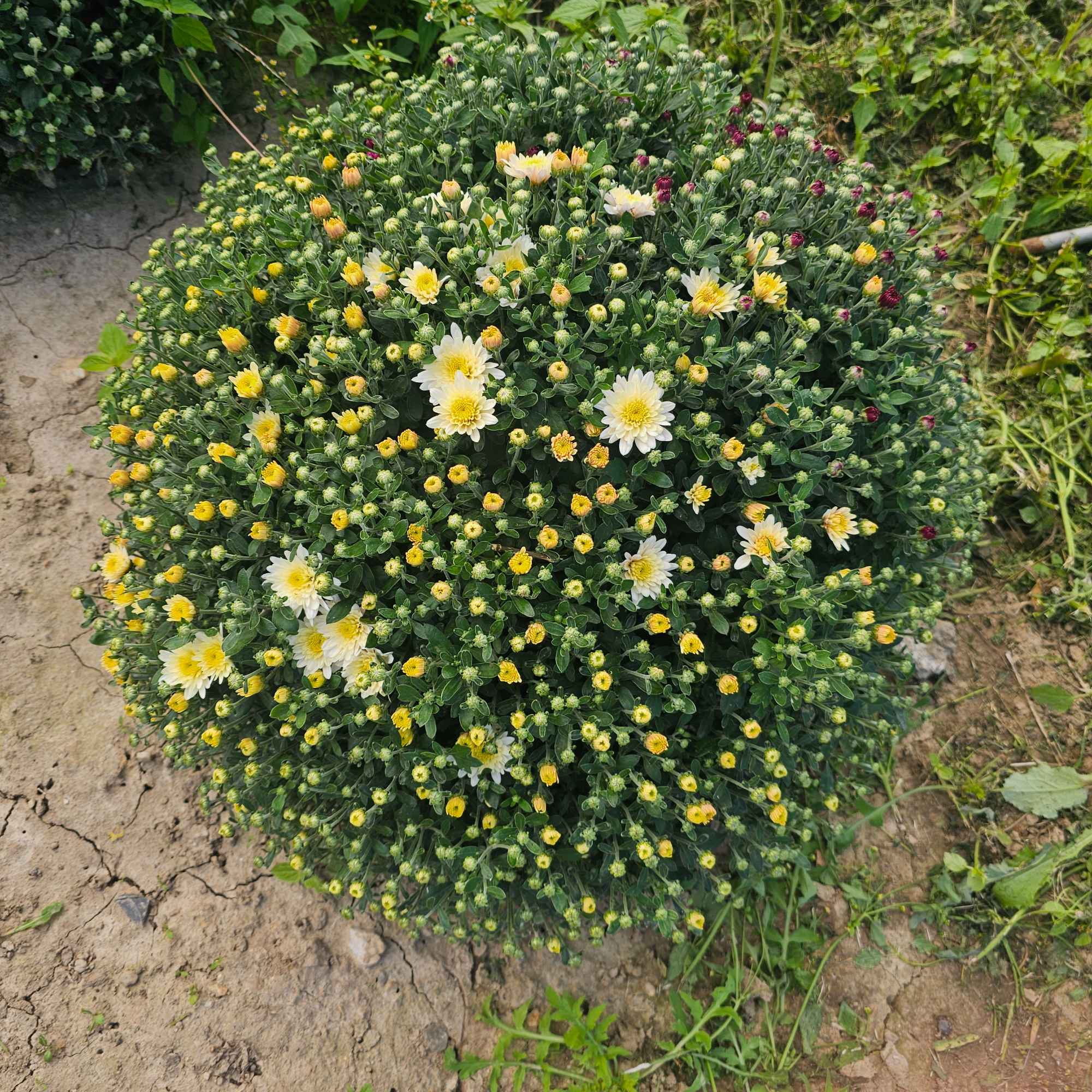 Chryzantemy Udanin - zdjęcie 8