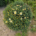 Chryzantemy Udanin - zdjęcie 8