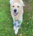 Golden retriever 3 lata