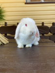 Króliki Mini Lop Jaśliska - zdjęcie 2