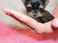 YORK, YORKSHIRE TERRIER! ELITE MINI, MICRO WONDERS XXS!