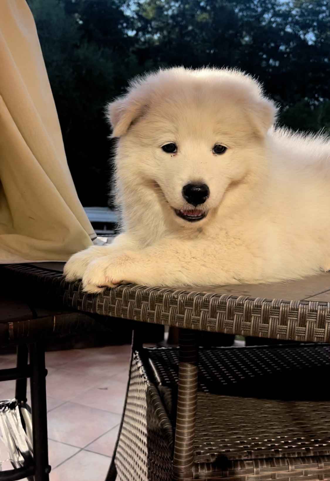 Samoyed / Samojed szczeniak Jasionka - zdjęcie 1