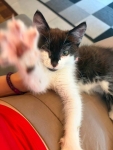 Stokrotka, 8 tygodniowa koteczka do adopcji