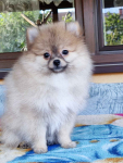 Szpic miniaturowy Pomeranian gotowy do odbioru Zwoleń - zdjęcie 7