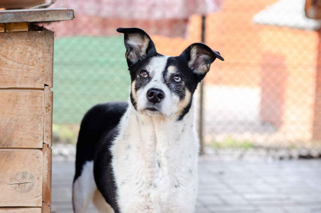 Łagodna, wesoła, grzeczna Pepsi całe życie w schronisku Olsztyn - zdjęcie 1