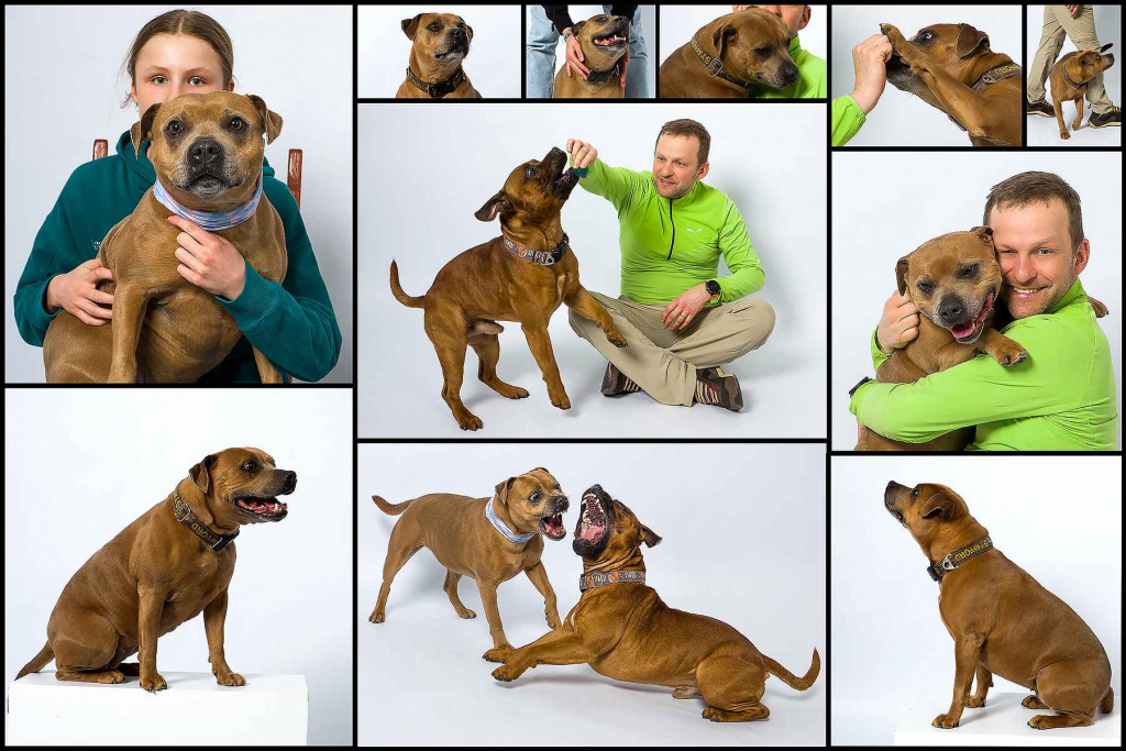 Fotografia studyjna z ulubionym zwierzakiem Wieliczka - zdjęcie 1