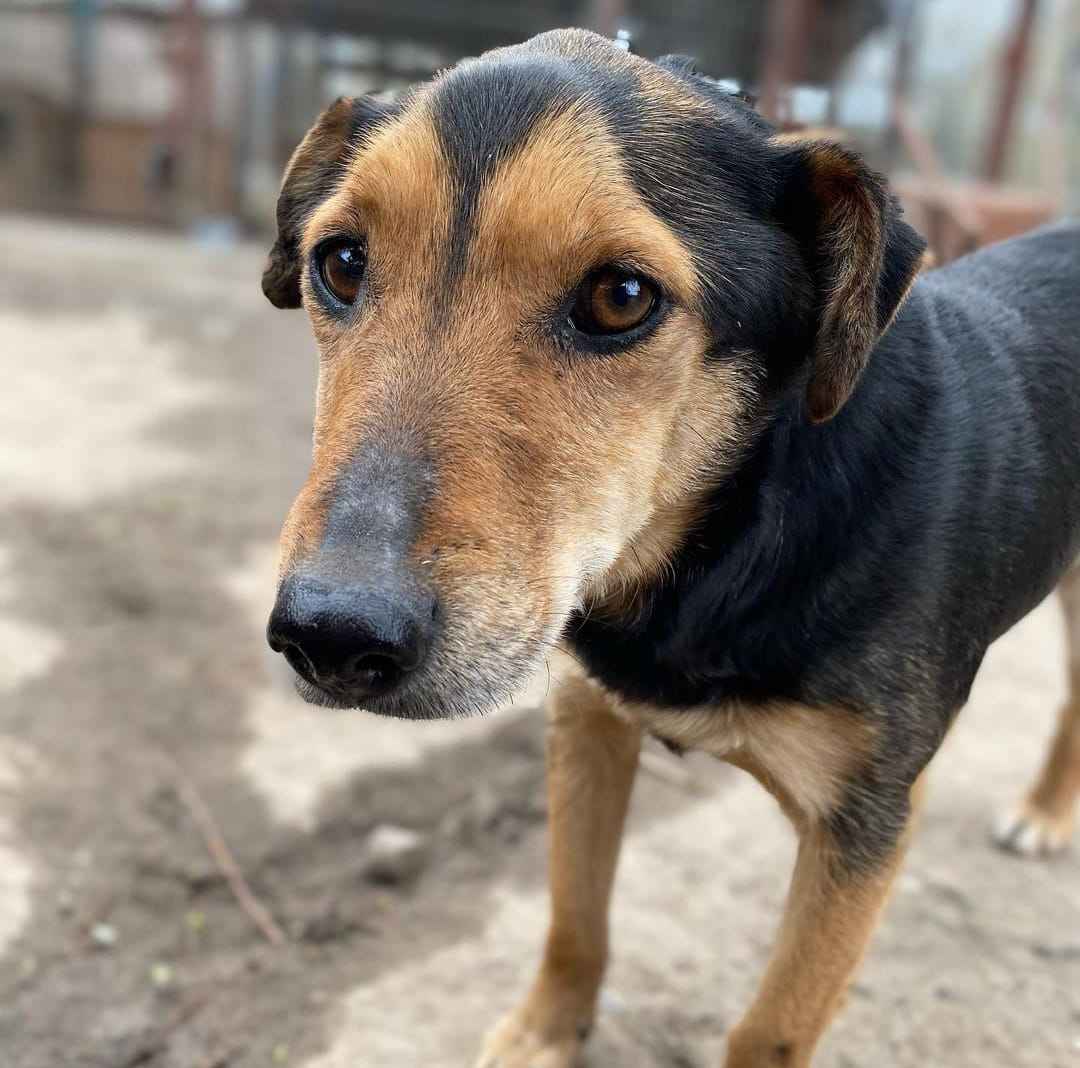 Tedzia - wesoła, niskopodwoziowa sunia! Olsztyn - zdjęcie 1