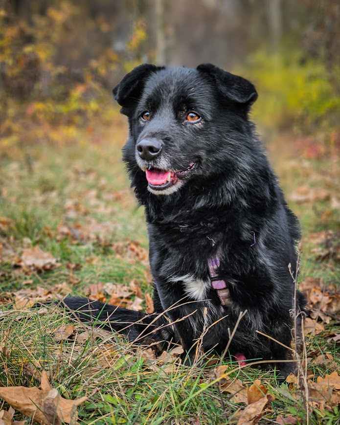 Malutki, młody, cały czarny BILBO pilnie szuka kochającego domu! :) Rembertów - zdjęcie 3